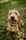 scoobyminidog