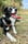 poppy_theborder.collie