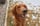 murphythetherapydogg