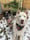 adventures_of_fenn_and_odie
