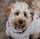 itsbearthelabradoodle