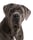skye.thecanecorsogirl