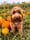 Arlothecockapoo_uk