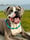 acethehappystaffie