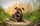 pacothepitt