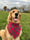 Farm_life_with_court