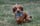 hendrypippin