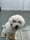 bubblethemaltipoo