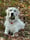 big_buddy_the_golden