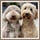 dutch_labradoodles