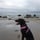 nala_the_staffypoo
