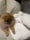 kapri.the.pom