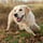 Semmy.goldenretriever