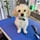 thepawsofcookieandbiscuit