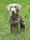hugo_therescuesilverlabrador
