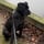 Enzo_the_cane_corso_