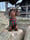 Ollie._dachshund