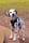 clarencethedalmatian