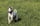 dobby_italian_greyhound