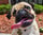 eddiepug2024