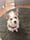 Vinniethescruffydog