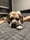 scoob.the.great.dane