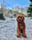 Pelle.cavapoo