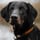 one.eyed.dober