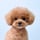 Mister Wagyu | Toy Poodle