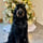 sheeba.therapydog.psddog