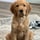 wanderingwillow_thegolden