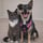 the_pet_detectives