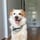 bailey.the.border_collie