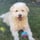 bobbie_de_maltipoo