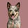 muffin_acd