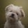 albert.theshihtzu