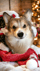@piksi.the.corgiboy