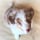 @rafiki.bordercollie