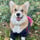 @corgi.sweet.cookie