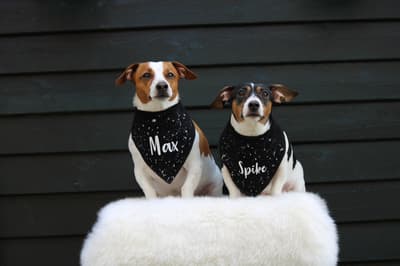 Max en Spike - @jackrusselmax-spike