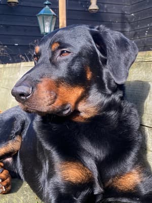 Patout - @patout-beauceron-1