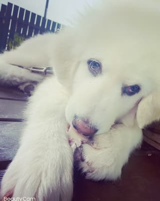 Milo - @milo-the-great-pyrenees