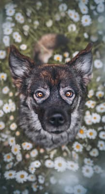 Lexi - @lexiwolfsoul