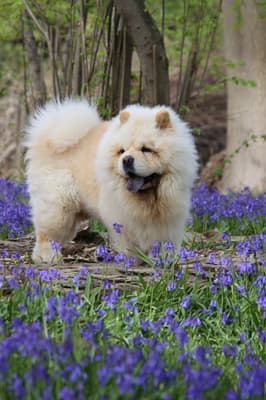 Sherlock - @chowchow-sherlock