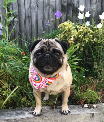 Lulu - @puglife-lulu