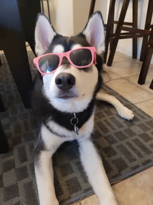 Max - @mistermaxthehusky