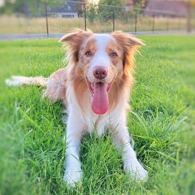 Rafiki - @rafiki.bordercollie