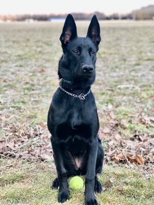 Nova - @novaa-malinois