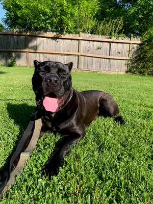 Duke - @canecorsonamedduke