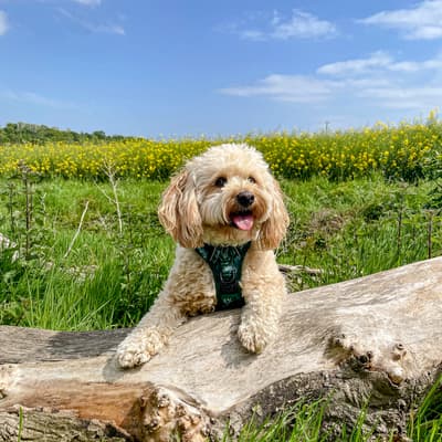 Bowie - @bowie_the_cavachon